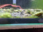 * Pleco *  Rineloricaria simillima 6-8cm