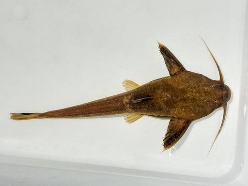 * Catfish * Xyliphius lepturus (Shark Banjo Catfish) 13-15cm