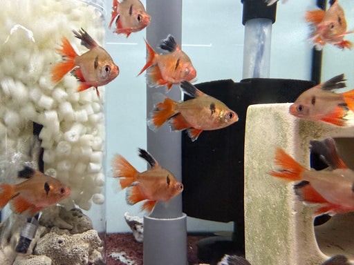 * Tetra/Barb * Serpae Tetra “Long Fin” 3-4cm