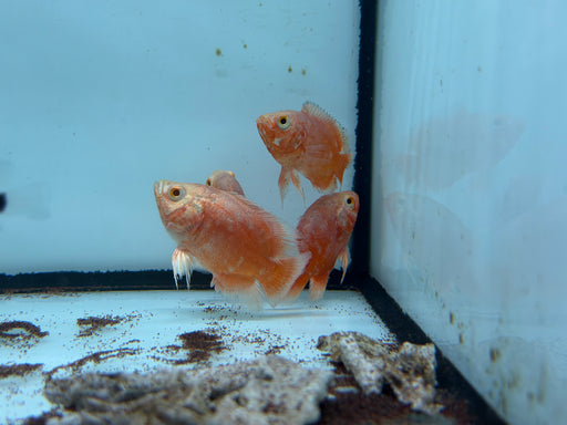 * Cichlids * Astronotus Ocellatus Semi Shortbody Chilli Red (SB Chilli Red Oscar) 6-8cm