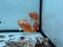 * Cichlids * Astronotus Ocellatus Semi Shortbody Chilli Red (SB Chilli Red Oscar) 6-8cm