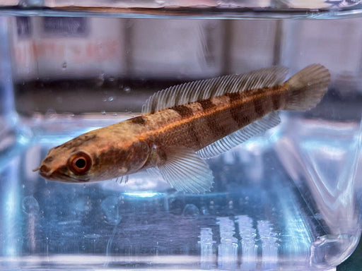 * Channa * Channa Marulioides Red (Red Emperor Snakehead) 8-9cm