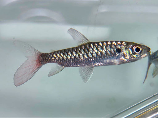 * Tetra/Barb  * Chalceus Erythrurus (Pinktail Chalceus) 7-9cm