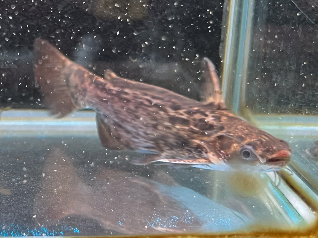 * Catfish *  Trachelyopterus Fisheri (Colombian Wood Catfish)