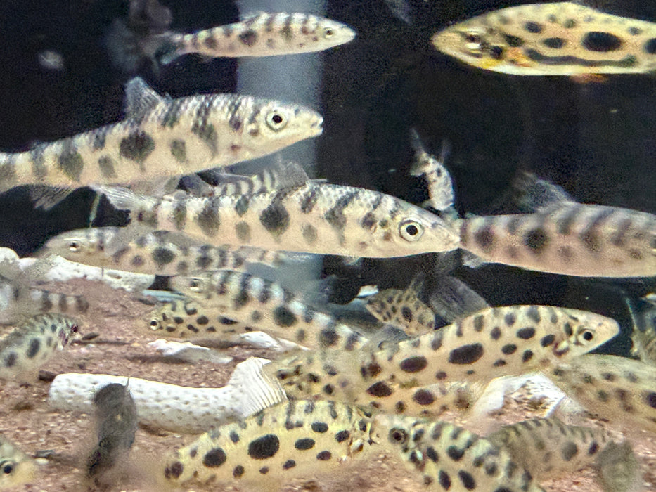 * Other Species * Leporinus octomaculatus (Eight Spotted Leporinus)