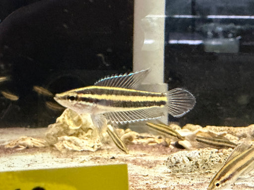 * Other Species * Paros Phoenicurus (Licorice Gourami)