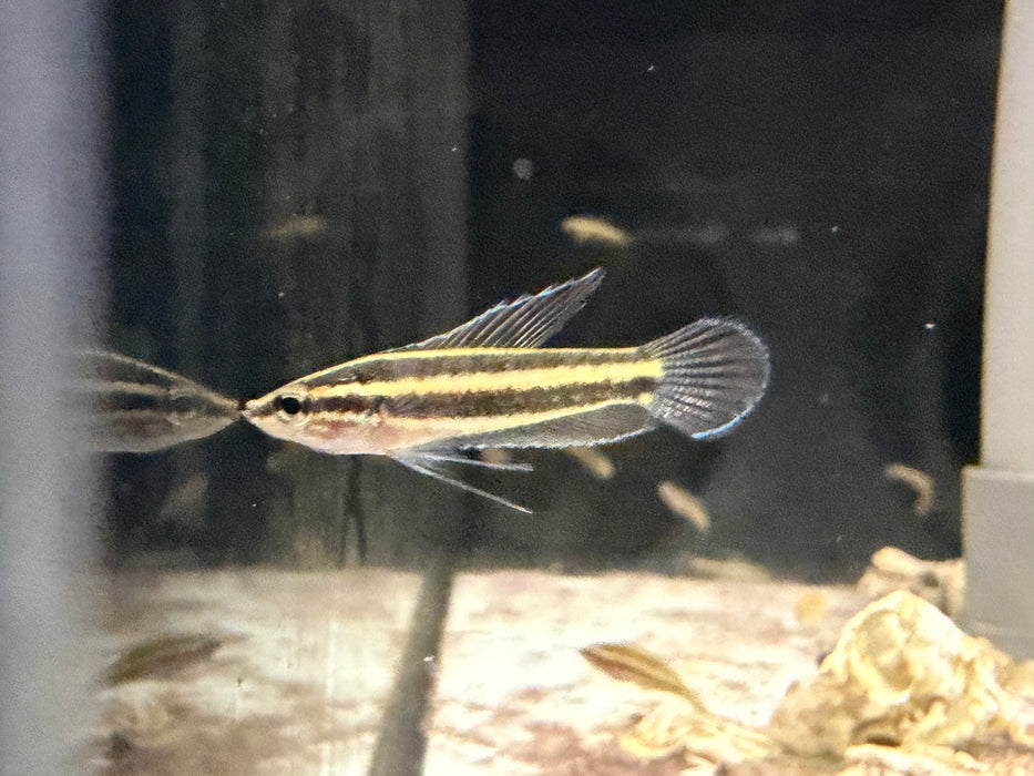 * Other Species * Paros Phoenicurus (Licorice Gourami)