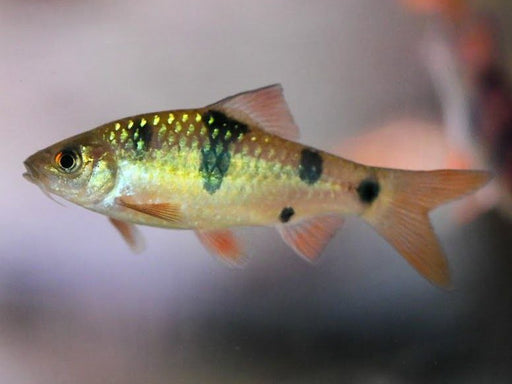* Tetra/Barb  * Barbodes Dunckeri (Malayan Clown Barb)