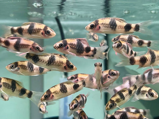 * Tetra/Barb  * Haludaria Fasciata (Melon Barb)