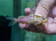 * Catfish *  Synodontis Schoutedeni