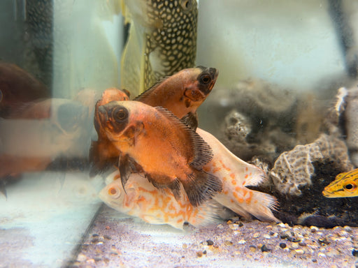 * Cichlids * Astronotus Ocellatus Chilli Red (Chilli Red Oscar) 5-6cm