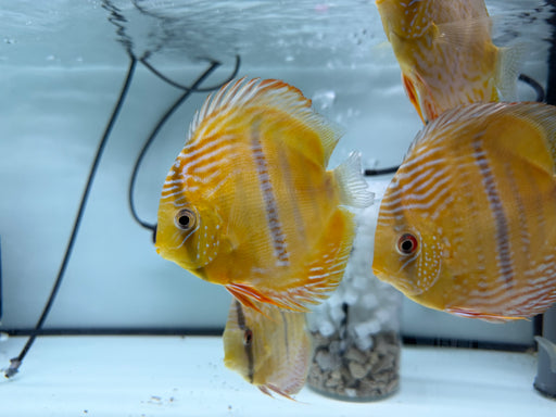 * Discus/Angelfish * Mari Mari Heckel Cross WILD