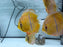 * Discus/Angelfish * Mari Mari Heckel Cross WILD