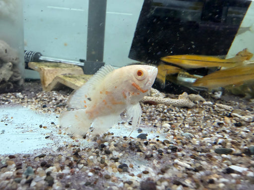 * Cichlids * Astronotus Ocellatus ALBINO (Albino Oscar) 5-6cm