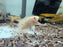 * Cichlids * Astronotus Ocellatus ALBINO (Albino Oscar) 5-6cm