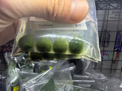 *Plants* Mini Marimo Moss Balls (4 pieces / pack) #MMB