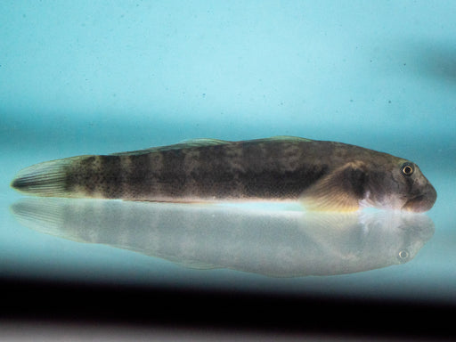 * Other Species *  African Green Zebra Goby (Parasicydium Bandama) 6-8cm