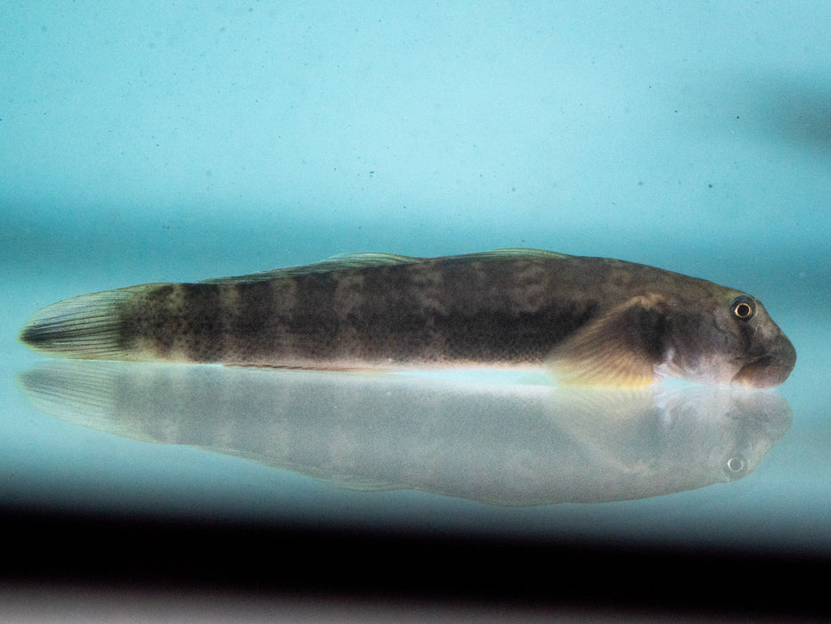 * Other Species *  African Green Zebra Goby (Parasicydium Bandama) 6-8cm