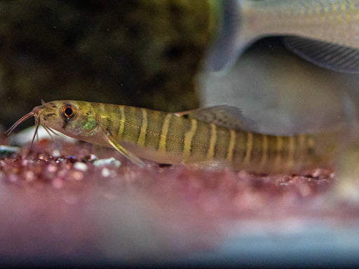 * Other Species * Nemacheilus cf. selangoricus (Grey-banded Loach) 6-8cm