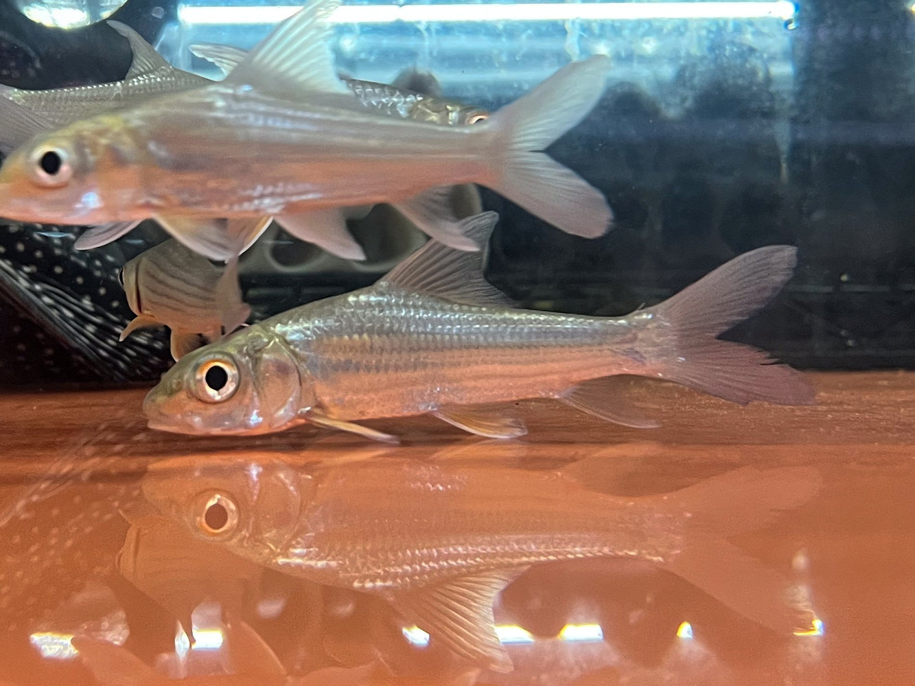 * Other Species * Probarbus Jullieni “Temoleh”
