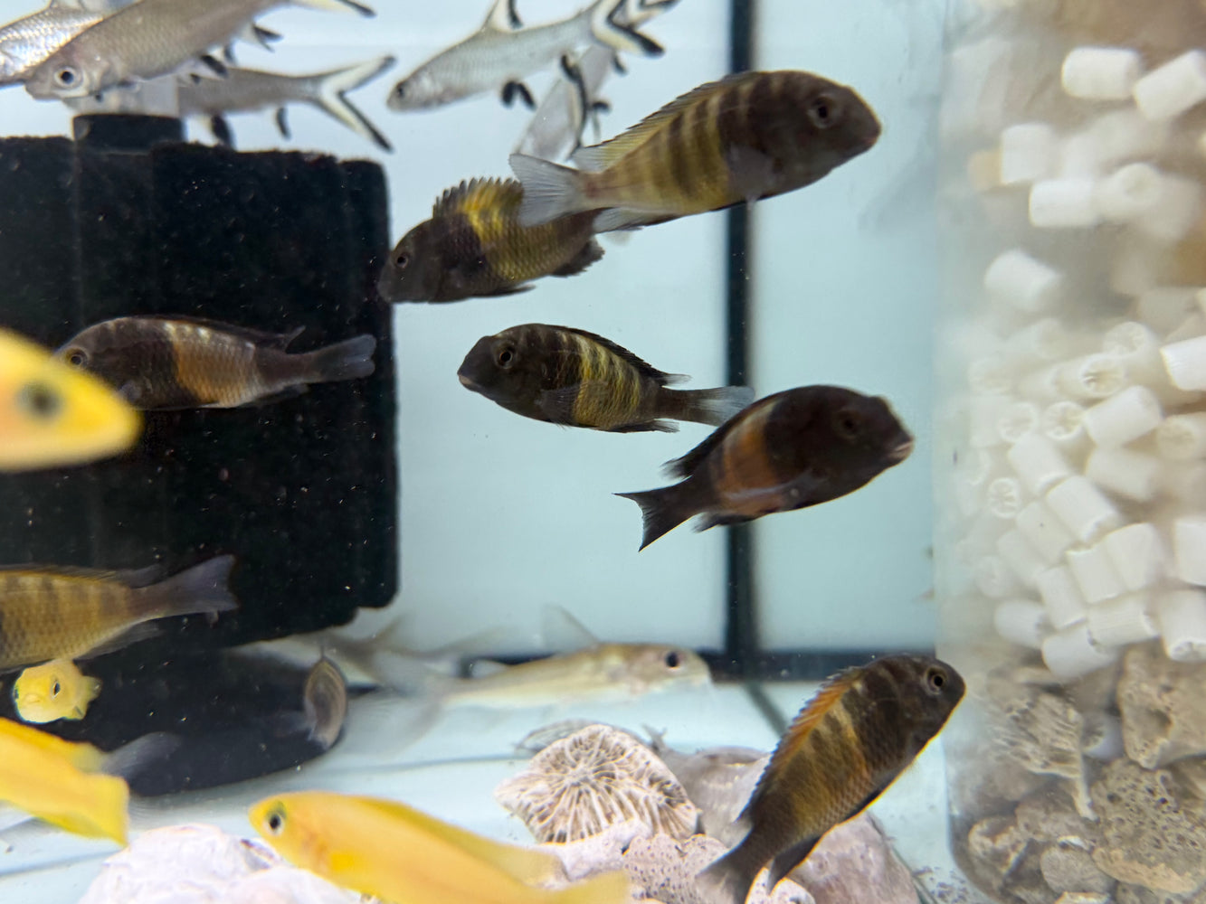 * Cichlid *  Tropheus sp. Black Bemba (Redband Tropheus) 5-7cm