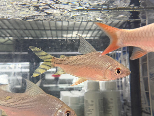 * Other Species * Semaprochilodus kneri “Yellow Flagtail” (Feifeng) 15-18cm