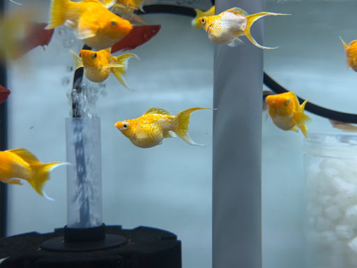 * Livebearers *  Orange Balloon Molly
