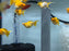* Livebearers *  Orange Balloon Molly