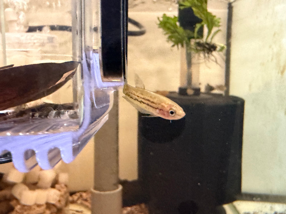 * Betta * Betta Imbellis WILD 2-4cm