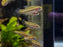 * Other Species * Paros cf. tweediei (Licorice Gourami)