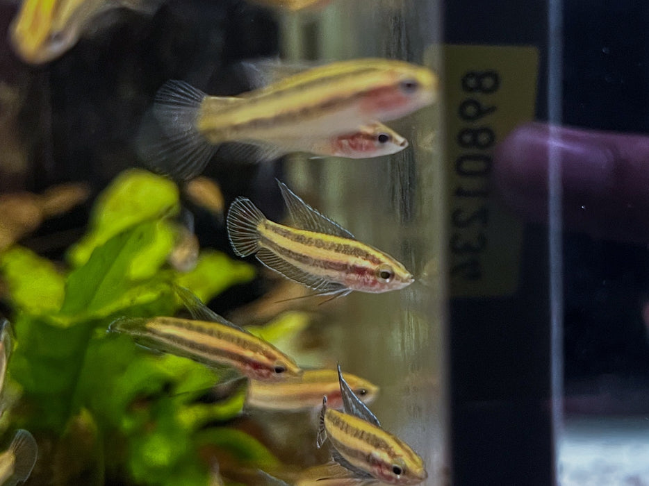 * Other Species * Paros cf. tweediei (Licorice Gourami)