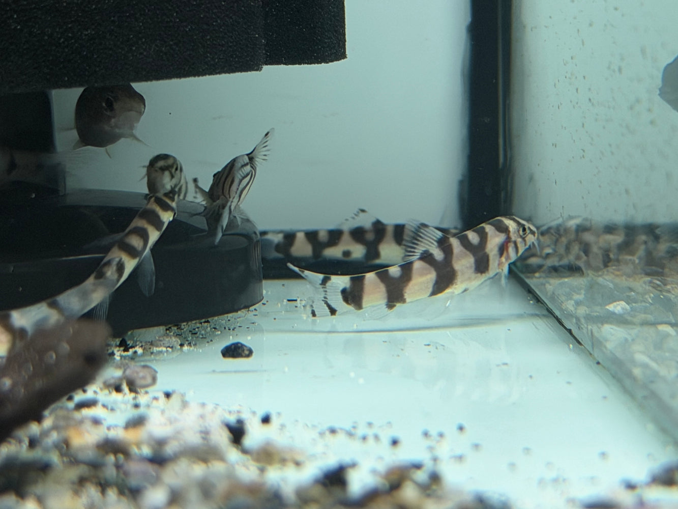 * Other Species * Botia Lohachata (Yoyo loach)5-6cm