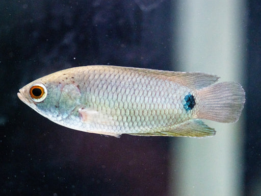 * Other Species * Ctenopoma petherici “Petherich's Climbing Perch” (6-8 cm)