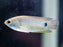 * Other Species * Ctenopoma petherici “Petherich's Climbing Perch” (6-8 cm)