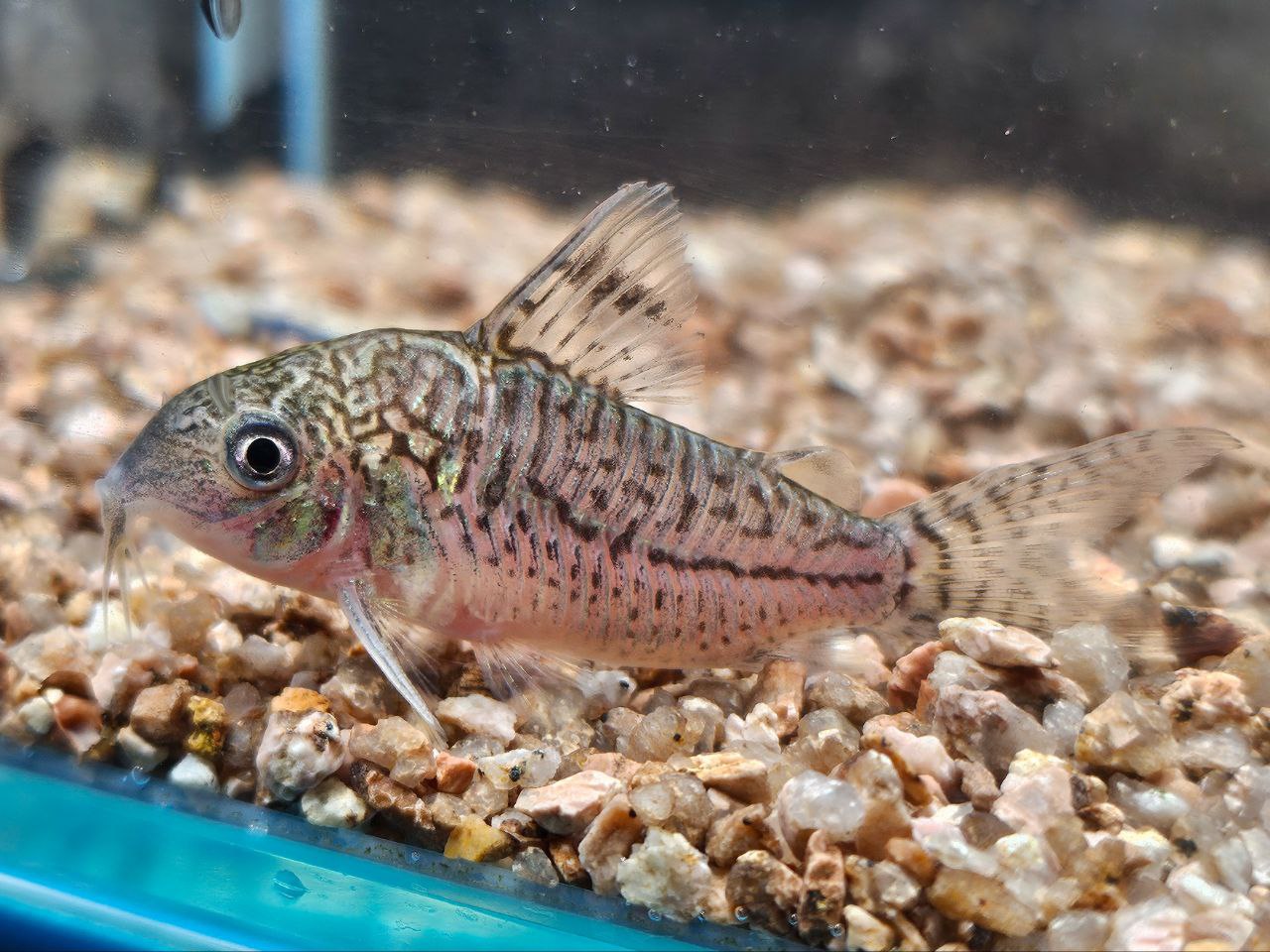 * Corydoras *  Brochis Sodalis 4-5cm