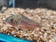 * Corydoras *  Brochis Sodalis 4-5cm
