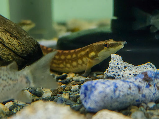 * Other Species * Mastacembelus unicolor Yellow spotted fire eel 10-15cm