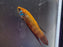 * Betta * Betta Imbellis WILD 2-4cm