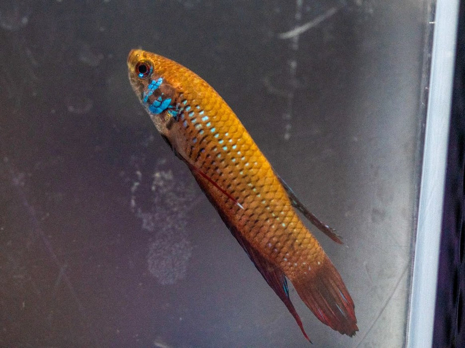 * Betta * Betta Imbellis WILD 2-4cm