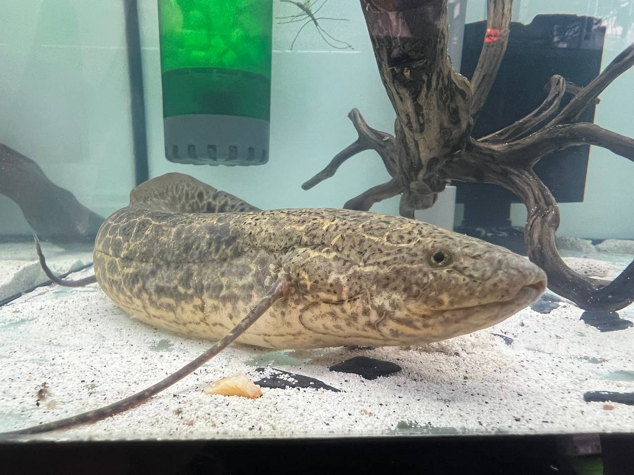 * OtherSpecies * Marbled Lungfish 35-40cm