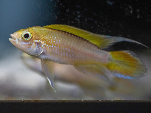 * Cichlids * Apistogramma Agassizii “Gold Fire” (Male only)