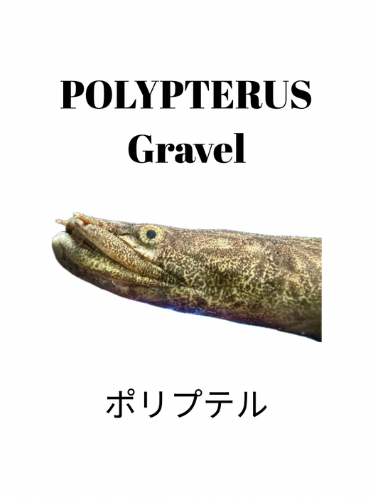 Polypterus Gravel - 2kg