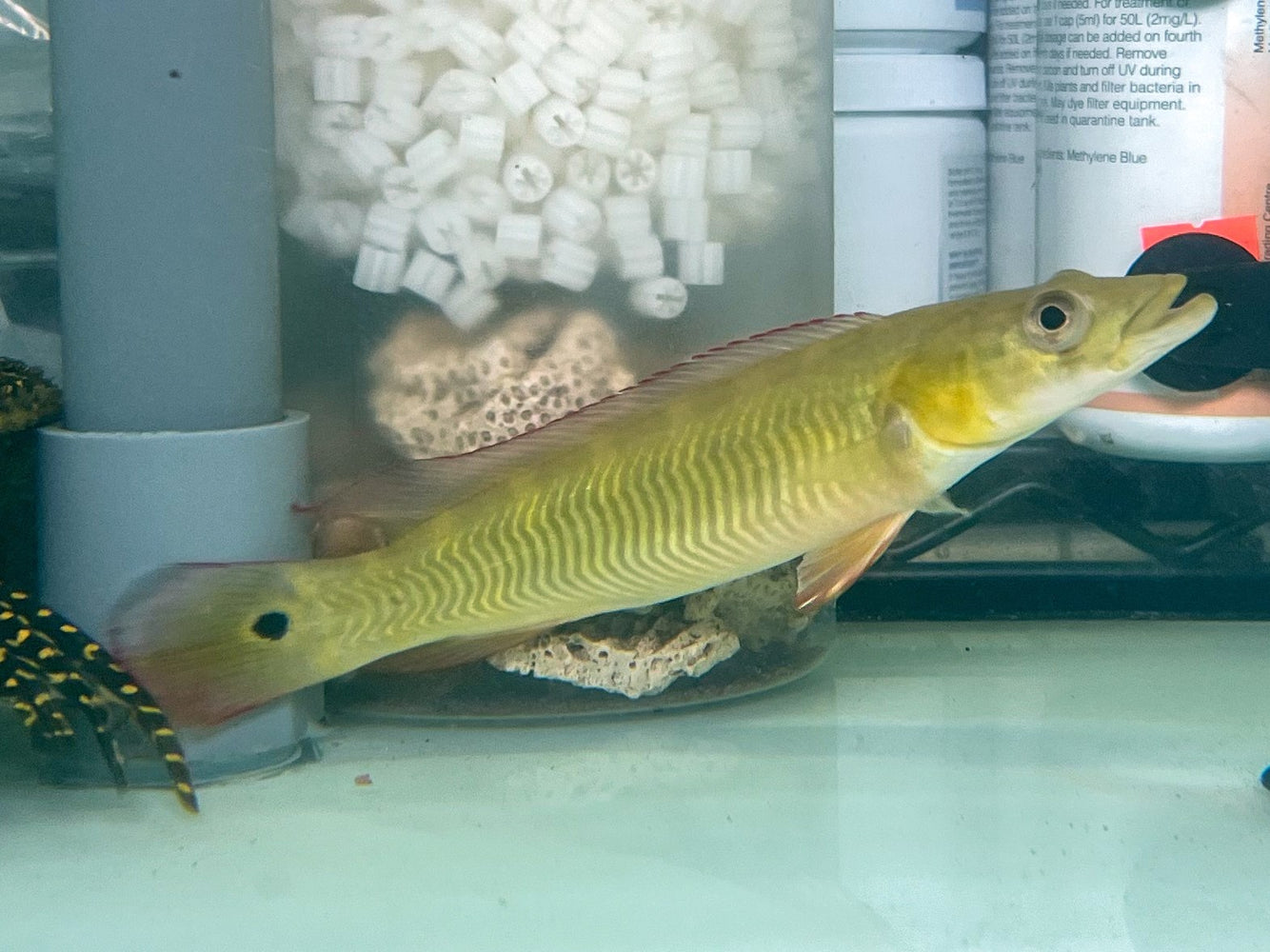 * Cichlids * Crenicichla sp. Cobra 18-20cm