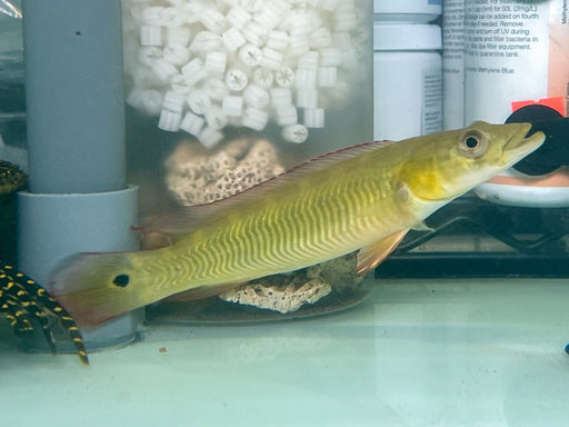 * Cichlids * Crenicichla sp. Cobra 18-20cm