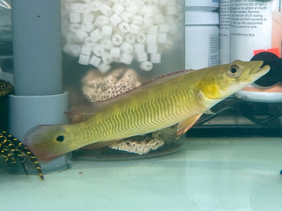 * Cichlids * Crenicichla sp. Cobra 18-20cm
