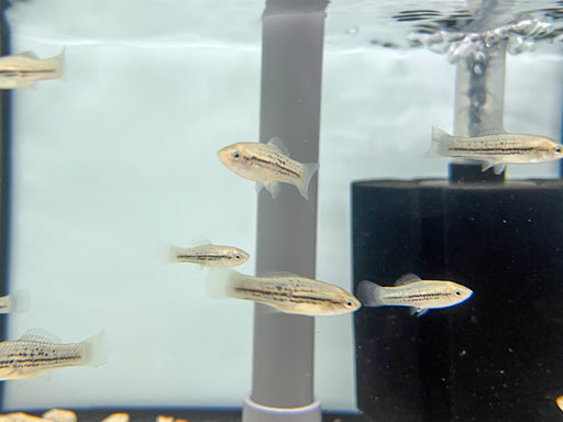 * Livebearers * Xiphophorus Nezahualcoyoti (Mountain Swordtail) 4-5cm