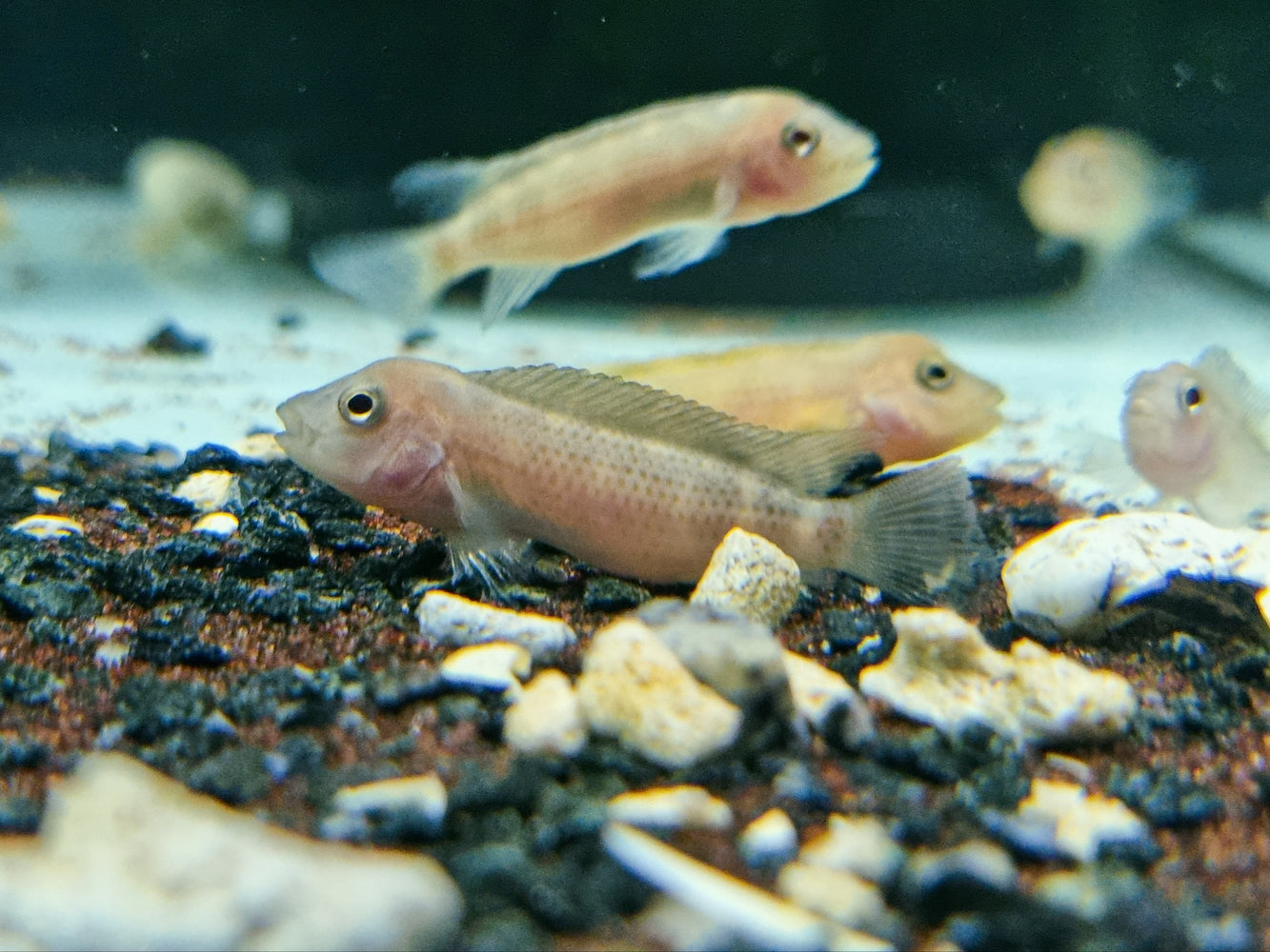 * Cichlids * Steatocranus casuarius GOLD (Golden Lion Cichlid) 4-5cm