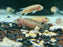 * Cichlids * Steatocranus casuarius GOLD (Golden Lion Cichlid) 4-5cm