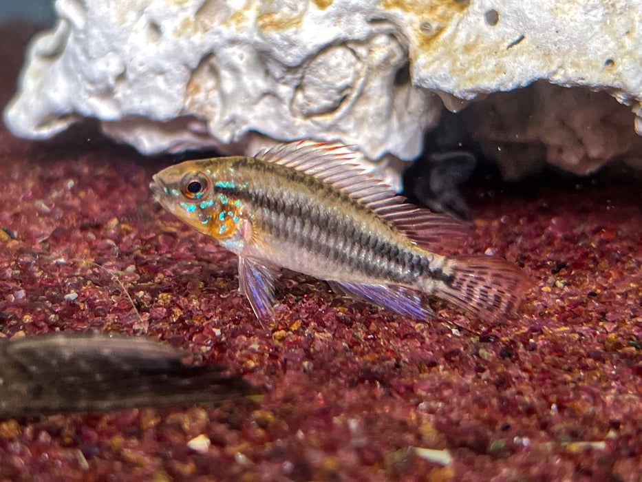 * Cichlids *  Apistogramma Bitaeniata Tefe Pair