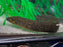 * Other Species * Lepidosiren paradoxa (South American Lungfish) 14-15cm